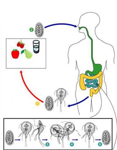How to become infected